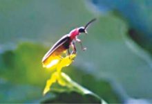 Fireflies pudhari.news
