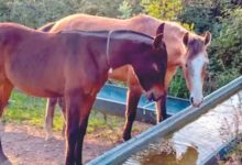 घोडा पित नाही घाणेरडे पाणी!