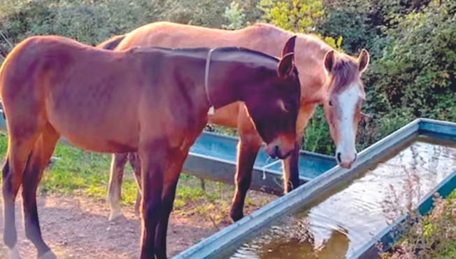 घोडा पित नाही घाणेरडे पाणी!