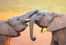 हत्ती एकमेकांना असे करतात ‘हॅलो’!